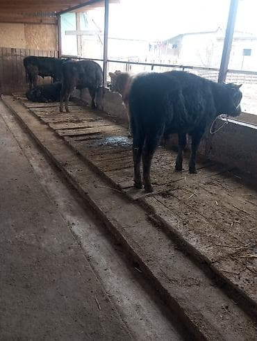 швиц бычки: Продаю | Бык (самец) | На откорм | Привязанные — 10