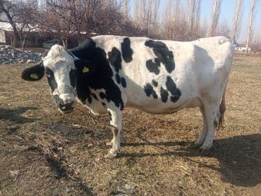 купить бельгийскую овчарку: Продаю | Корова (самка) | Голштин | Для молока | После отела — 5