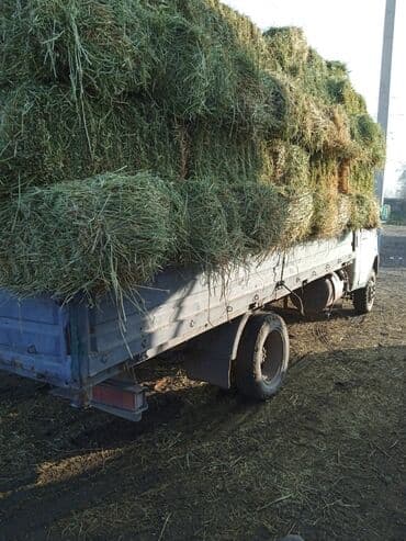 кукуруза пшеница: Либой количества туки продайом саман беде чоп — 2