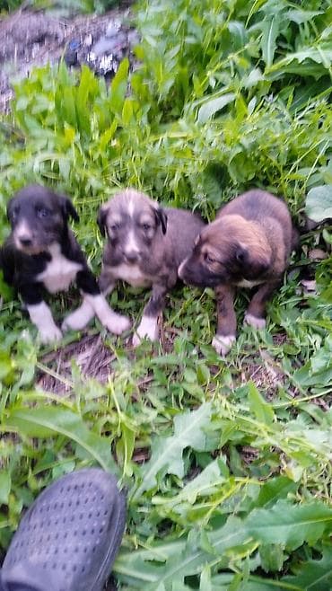 щенки фокстерьера: Тайган, 1 месяц, Самец — 3