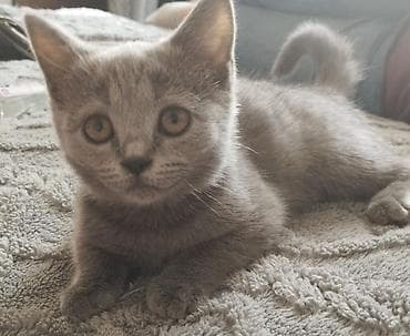 для кота: Британский короткошёрстный котёнок, окрас голубой (серый). - Плотная — 2
