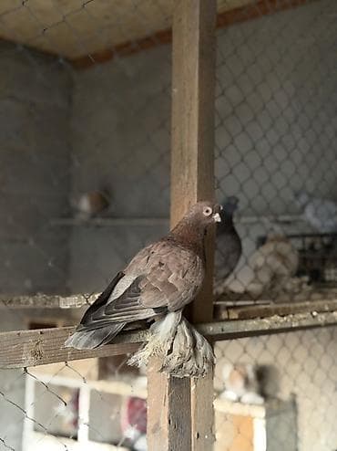 бычки кант: Порода: голубь с оперёнными лапами (чубатый/космоногий тип) — 5