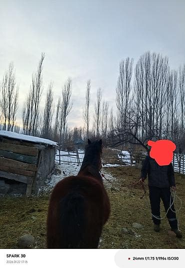 объявления о продаже собак: Продаю | Жеребец | Полукровка | Для разведения | Племенные — 3