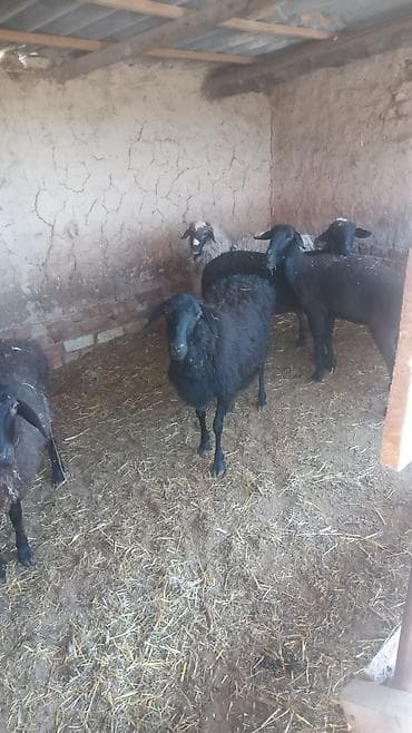 гусинные яйца: Продаю | Овца (самка) | Для разведения | Матка — 1