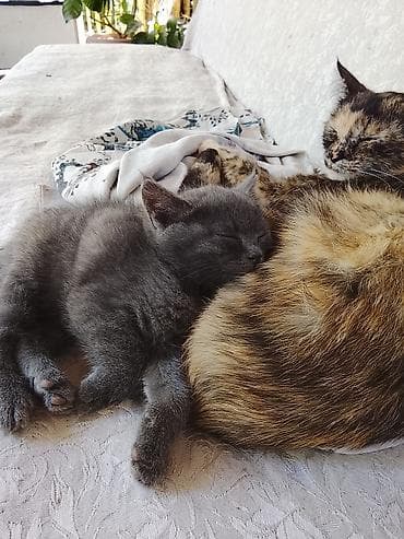 Отдам даром кошку: Котёнок серого окраса без мамы! - Примерный возраст котёнка: 1,5–2 — 1