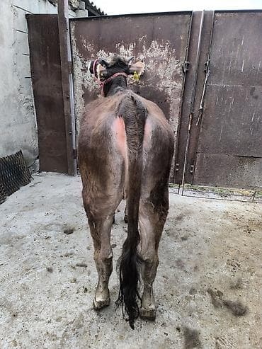 монгол ат: Продаю | Бык (самец) | Алатауская | На откорм | Привязанные — 10