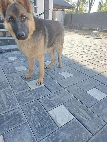 собаки доберманы: Немецкая овчарка, 7 месяцев, Самец, С прививкой — 4