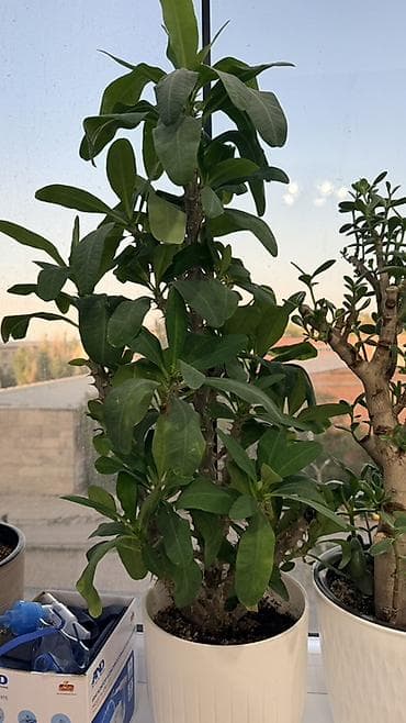 молочай: Продаются виды молочая 
Цена вместе с кашпо — 3