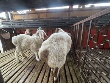 купить собаку доберман в бишкеке: Продаю | Овца (самка) | Полукровка | Для разведения | Матка — 2