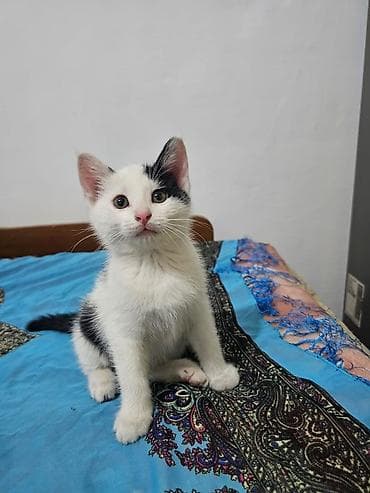 scottish fold: 2 месяца, Девочка, Приучена к лотку — 2