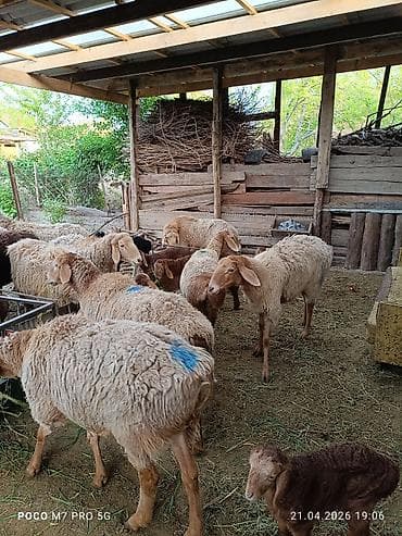 живой вес: Продаю | Овца (самка) | Арашан | Для разведения | Матка — 4