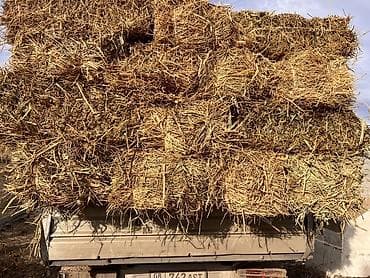 Солома в тюках - Прессованные прямоугольные тюки, плотная увязка
