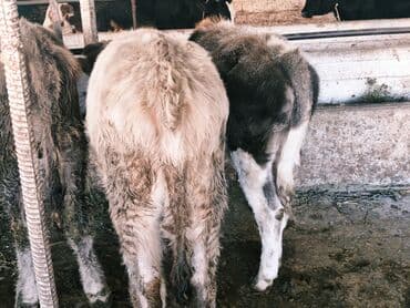 продам бу оборудование для птицефабрики: Продаю | Бык (самец) | Швицкая, Симментальская, Аулиекольская | На откорм — 8