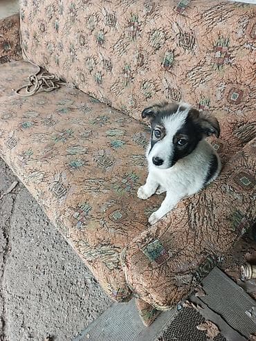 Вязка собак: Собака даром: Дворняжка, 2 месяца, Самка — 1