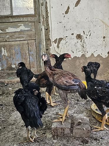тай цена: Продаю | Куры | Для разведения — 3