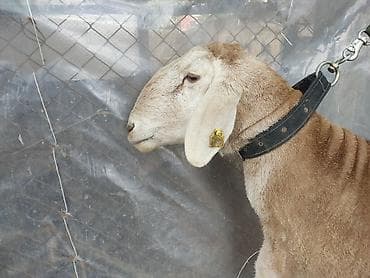 Продаю | Баран (самец) | Арашан | Для разведения