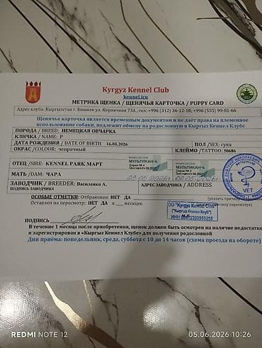 шпицы в бишкеке: Продаю чистокровных щенков немецкой овчарки от титулованных родителей — 2
