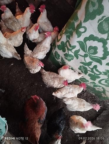 Продаю | Куры | Несушки