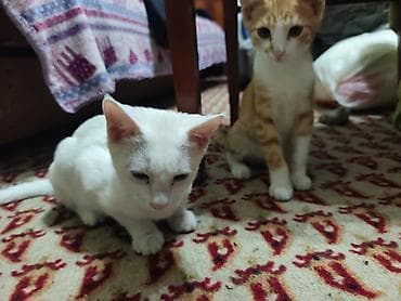 d cat: КОТЁНОК БЕЛЕНЬКИЙ ДЕВОЧКА 2,5 МЕСЯЦА. Котята домашние — 7