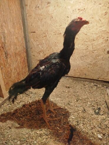 хомяк в бишкеке: Дакан жожо короз сатылат активный алмашу жолдору бар адрес Бишкек — 2