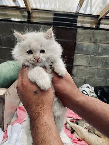 канадский сфинкс цена: 2 месяца, Девочка, Белый, Приучена к лотку — 8