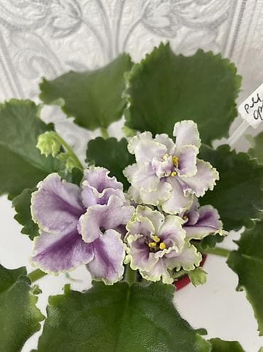 товары новогодние: Фиалки! фиалки! фиалки! Продажа фиалочек! Все фиалочки только — 10