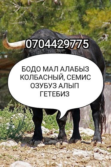 Колбасный цех, Частное лицо : Коровы, быки, Лошади, кони, | Любое состояние, Забитый, На забой, на мясо