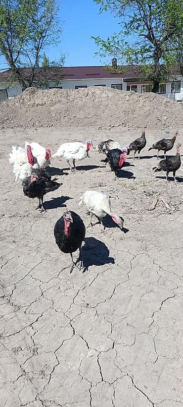 бойцовская собака: Продаю | Индюшка (самка) — 8