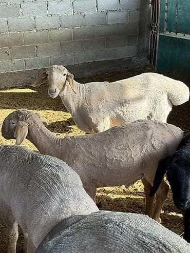 японская собака акита: Продаю | Баран (самец) | На забой — 4