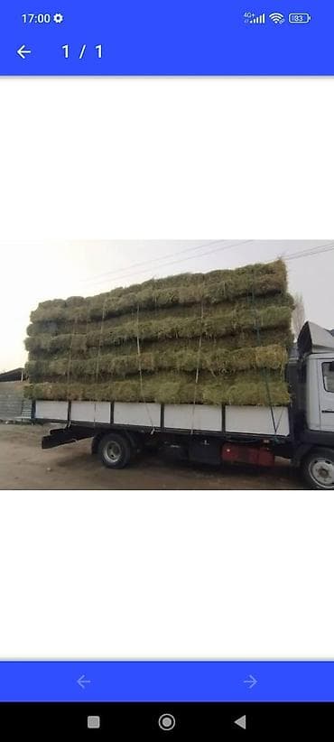 Сено Беде да бар сатылат таптаза 3чабык беде доставка менен озубуз