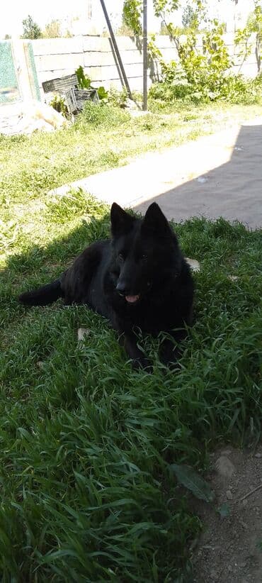 купить щенка немецкой овчарки в бишкеке: Немецкая овчарка, 3 года, Самка, С прививкой — 8