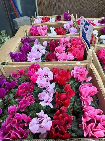 цветок каланхоэ красные цветы: Комнатные и уличные цветы в горшках - Каланхоэ Blossfeldiana — 10