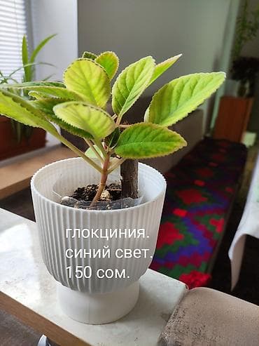 Комнатные растения. 1) Пеларгония (герань) с ярко‑розовыми — 2