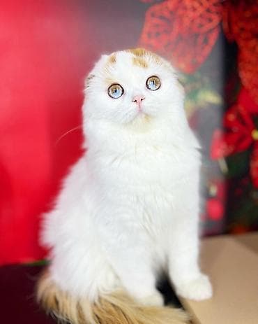 кошка мышык: Шотландская вислоухая кошка (Scottish Fold), длинношерстная. Окрас — 3