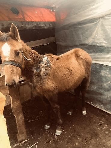 бройлерная курица: Продаю | Жеребенок | Для разведения — 2