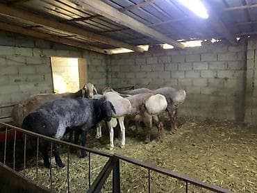 продам сельхоз животных: Продаю | Овца (самка) | Для разведения | Матка — 5