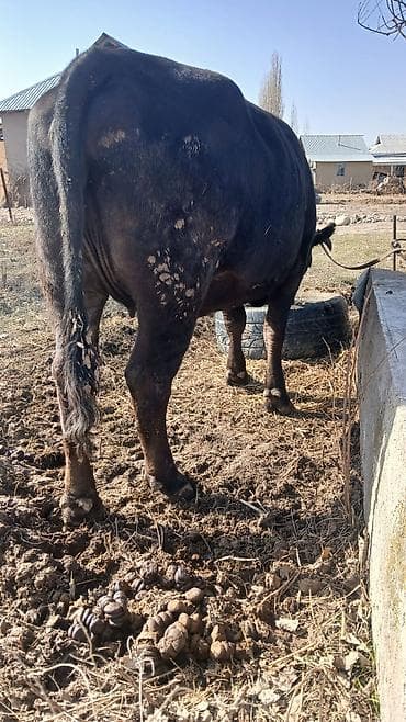 Башка жаныбарлар: Сатам | Уй (ургаачы) | Көбөйтүү үчүн | Бооз — 9