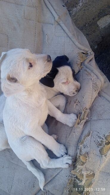 кони корса: Щенок французского бульдога помеси дворняга девочка 2,5 месяц ( без — 2