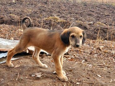 Вязка собак: Собака даром: Дворняжка, 2 месяца, Самка — 1