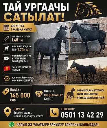 куплю собаку бишкек: Продаю | Кобыла (самка), Жеребенок | Английская | Для разведения | Племенные — 1