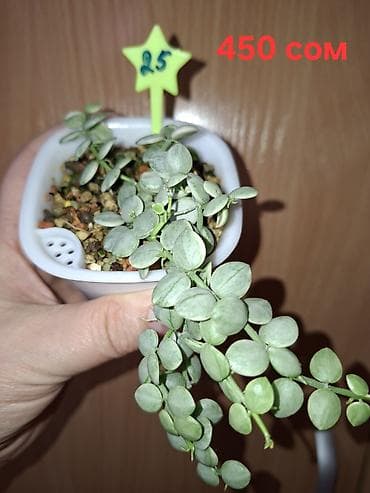 болмо гулдору фото: Комнатные растения в горшках. 1) Фикус бенджамина (узколистный — 6