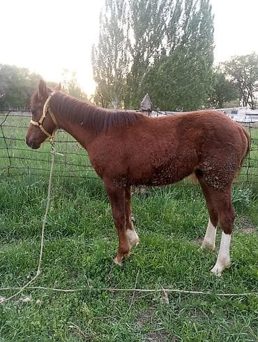 мышык кошка: Сатам | Тай — 5