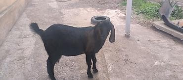 кой эдилбай: Продаю | Коза (самка) | Нубийская | Для разведения — 9