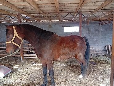 ячмень семеной: Продаю | Кобыла (самка) | Рабочий | Племенные — 3