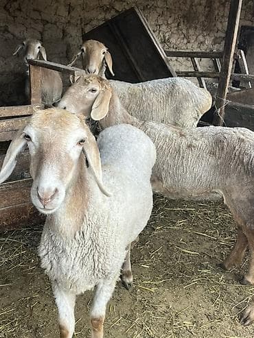 жаны асый: Сатам | Ургаачы кой (ургаачы) — 8