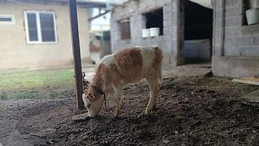 кошки милые: Продаю | Музоо, торпок | Для разведения | Привязанные — 6