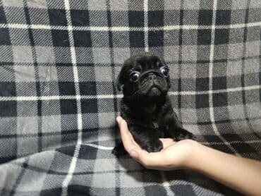 сколько стоит французский бульдог: Щенок породы мопс. Описание: - Компактный, короткошёрстный питомец с — 6