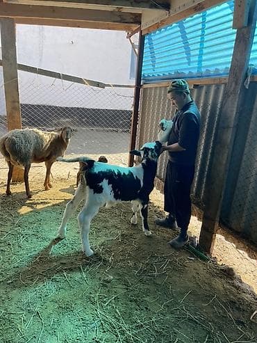 бодоно сатып алам: Продаю | Музоо, торпок | Для молока | Искусственник — 7