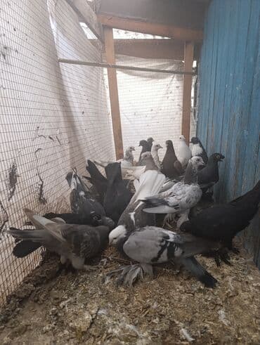 А/ч жаныбарлары үчүн тоюттар: Продаю голубей — 6