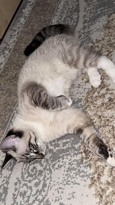 Мышыктар сатылат: Мышык бекер берилет: Сиам, 5 айлык, Эркек, Документтери менен, Эмделген, Курттардан тазаланган — 2